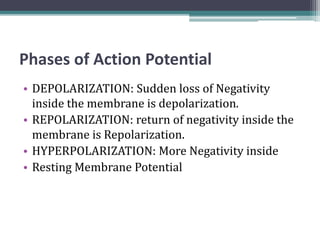 Phases of Action Potential
• DEPOLARIZATION: Sudden loss of Negativity
inside the membrane is depolarization.
• REPOLARIZATION: return of negativity inside the
membrane is Repolarization.
• HYPERPOLARIZATION: More Negativity inside
• Resting Membrane Potential
 