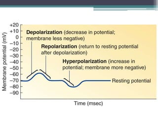 Types of Changes in Membrane Potential
 
