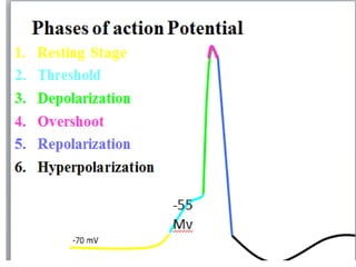 Action Potential.pptx