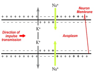 Some Action Potential Questions
• What does it mean when we say an AP is “all
or none?”
– Can you ever have ½ an AP?
• How...