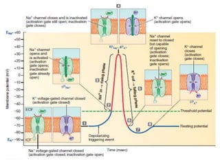 PHASES OF AN ACTION POTENTIAL:
Phase 1: Depolarization
Phase 2: Repolarization
Phase 3: Hyperpolarization
 