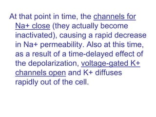 At that point in time, the channels for
Na+ close (they actually become
inactivated), causing a rapid decrease
in Na+ permeability. Also at this time,
as a result of a time-delayed effect of
the depolarization, voltage-gated K+
channels open and K+ diffuses
rapidly out of the cell.
 