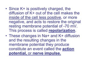 • Since K+ is positively charged, the
diffusion of K+ out of the cell makes the
inside of the cell less positive, or more
negative, and acts to restore the original
resting membrane potential of -70 mV.
This process is called repolarization.
• These changes in Na+ and K+ diffusion
and the resulting changes in the
membrane potential they produce
constitute an event called the action
potential, or nerve impulse.
 