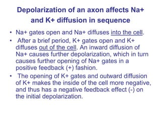 Depolarization of an axon affects Na+
and K+ diffusion in sequence
• Na+ gates open and Na+ diffuses into the cell.
• After a brief period, K+ gates open and K+
diffuses out of the cell. An inward diffusion of
Na+ causes further depolarization, which in turn
causes further opening of Na+ gates in a
positive feedback (+) fashion.
• The opening of K+ gates and outward diffusion
of K+ makes the inside of the cell more negative,
and thus has a negative feedback effect (-) on
the initial depolarization.
 