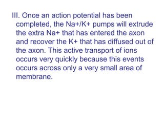 III. Once an action potential has been
completed, the Na+/K+ pumps will extrude
the extra Na+ that has entered the axon
and recover the K+ that has diffused out of
the axon. This active transport of ions
occurs very quickly because this events
occurs across only a very small area of
membrane.
 