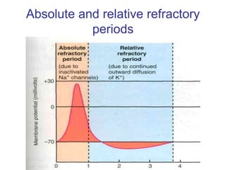 Absolute and relative refractory
periods
 