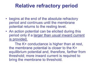 Relative refractory period
• begins at the end of the absolute refractory
period and continues until the membrane
potential returns to the resting level.
• An action potential can be elicited during this
period only if a larger than usual inward current
is provided.
The K+ conductance is higher than at rest,
the membrane potential is closer to the K+
equilibrium potential and, therefore, farther from
threshold; more inward current is required to
bring the membrane to threshold.
 