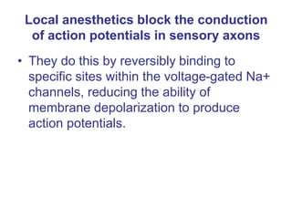 Local anesthetics block the conduction
of action potentials in sensory axons
• They do this by reversibly binding to
specific sites within the voltage-gated Na+
channels, reducing the ability of
membrane depolarization to produce
action potentials.
 