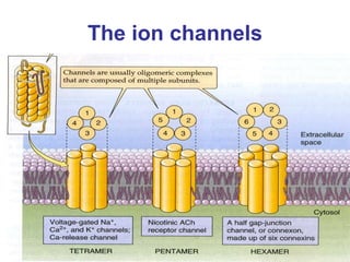 The ion channels
 