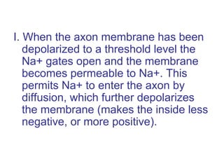 I. When the axon membrane has been
depolarized to a threshold level the
Na+ gates open and the membrane
becomes permeable to Na+. This
permits Na+ to enter the axon by
diffusion, which further depolarizes
the membrane (makes the inside less
negative, or more positive).
 