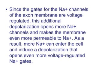• Since the gates for the Na+ channels
of the axon membrane are voltage
regulated, this additional
depolarization opens more Na+
channels and makes the membrane
even more permeable to Na+. As a
result, more Na+ can enter the cell
and induce a depolarization that
opens even more voltage-regulated
Na+ gates.
 