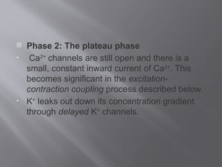  Phase 2: The plateau phase
• Ca2+
channels are still open and there is a
small, constant inward current of Ca2+
. This
becomes significant in the excitation-
contraction coupling process described below.
• K+
leaks out down its concentration gradient
through delayed K+
channels.
 
