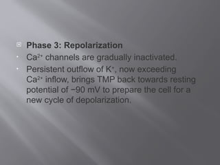  Phase 3: Repolarization
• Ca2+
channels are gradually inactivated.
• Persistent outflow of K+
, now exceeding
Ca2+
inflow, brings TMP back towards resting
potential of −90 mV to prepare the cell for a
new cycle of depolarization.
 
