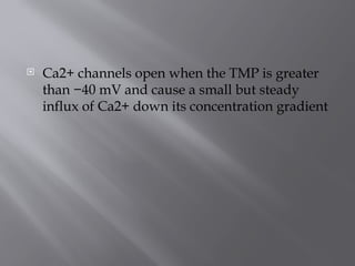  Ca2+ channels open when the TMP is greater
than −40 mV and cause a small but steady
influx of Ca2+ down its concentration gradient
 