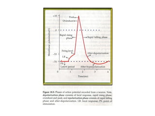action potential full topic explained.pptx