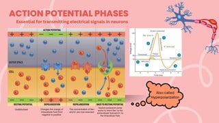 ACTION POTENTIAL - PPT PHYSIOLOGY of PSYCHOLOGY | PDF
