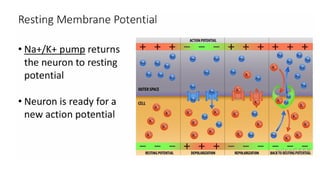 Action potential electrical and chemical signalling. | PPTX