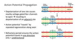 Action potential electrical and chemical signalling. | PPTX