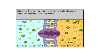 Action potential electrical and chemical signalling. | PPTX