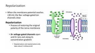 Action potential electrical and chemical signalling. | PPTX