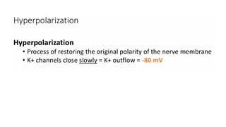 Action potential electrical and chemical signalling. | PPTX