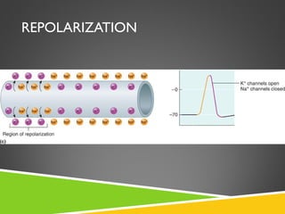 REPOLARIZATION
 