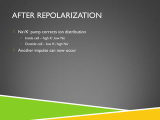 AFTER REPOLARIZATION
 Na+
/K+
pump corrects ion distribution
 Inside cell – high K+
, low Na+
 Outside cell – low K+
, high Na+
 Another impulse can now occur
 