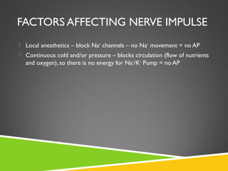 FACTORS AFFECTING NERVE IMPULSE
 Local anesthetics – block Na+
channels – no Na+
movement = no AP
 Continuous cold and/or pressure – blocks circulation (flow of nutrients
and oxygen), so there is no energy for Na+
/K+
Pump = no AP
 