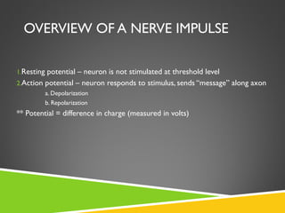 OVERVIEW OF A NERVE IMPULSE
1.Resting potential – neuron is not stimulated at threshold level
2.Action potential – neuron responds to stimulus, sends “message” along axon
a. Depolarization
b. Repolarization
** Potential = difference in charge (measured in volts)
 