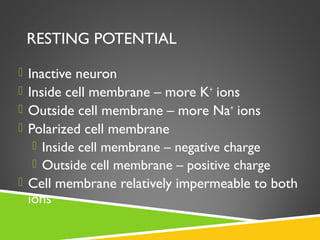 RESTING POTENTIAL
 Inactive neuron
 Inside cell membrane – more K+
ions
 Outside cell membrane – more Na+
ions
 Polarized cell membrane
 Inside cell membrane – negative charge
 Outside cell membrane – positive charge
 Cell membrane relatively impermeable to both
ions
 