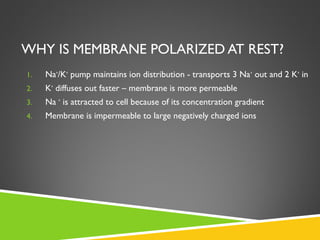 WHY IS MEMBRANE POLARIZED AT REST?
1. Na+
/K+
pump maintains ion distribution - transports 3 Na+
out and 2 K+
in
2. K+
diffuses out faster – membrane is more permeable
3. Na +
is attracted to cell because of its concentration gradient
4. Membrane is impermeable to large negatively charged ions
 