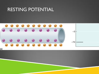 RESTING POTENTIAL
 