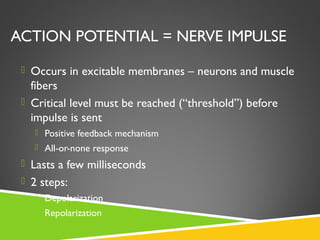 ACTION POTENTIAL = NERVE IMPULSE
 Occurs in excitable membranes – neurons and muscle
fibers
 Critical level must be reached (“threshold”) before
impulse is sent
 Positive feedback mechanism
 All-or-none response
 Lasts a few milliseconds
 2 steps:
 Depolarization
 Repolarization
 