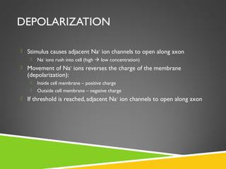 DEPOLARIZATION
 Stimulus causes adjacent Na+
ion channels to open along axon
 Na+
ions rush into cell (high  low concentration)
 Movement of Na+
ions reverses the charge of the membrane
(depolarization):
 Inside cell membrane – positive charge
 Outside cell membrane – negative charge
 If threshold is reached, adjacent Na+
ion channels to open along axon
 