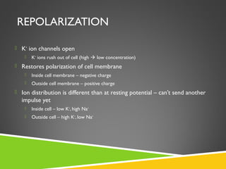 REPOLARIZATION
 K+
ion channels open
 K+
ions rush out of cell (high  low concentration)
 Restores polarization of cell membrane
 Inside cell membrane – negative charge
 Outside cell membrane – positive charge
 Ion distribution is different than at resting potential – can’t send another
impulse yet
 Inside cell – low K+
, high Na+
 Outside cell – high K+
, low Na+
 