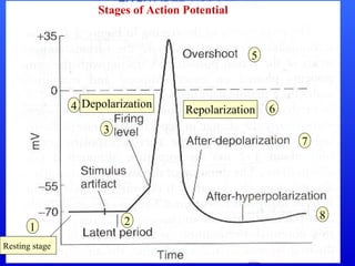 Action Potential Notes.pdf action potential 2.pdf