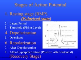 Dr. Rashid Mahmood 15
Stages of Action Potential
1. Resting stage (RMP)
(Polarized state)
2. Latent Period
3. Threshold (Firing Level)
4. Depolarization
5. Overshoot
6. Repolarization
7. After-Depolarization
8. After-Hyperpolarization (Positive After-Potential)
(Recovery Stage)
 