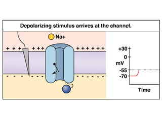 Dr. Rashid Mahmood 18
 