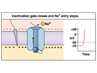 Dr. Rashid Mahmood 20
 