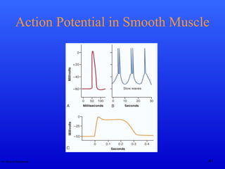 Dr. Rashid Mahmood 41
Action Potential in Smooth Muscle
 
