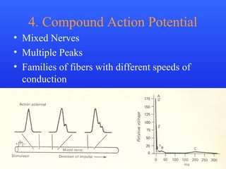Dr. Rashid Mahmood 43
4. Compound Action Potential
• Mixed Nerves
• Multiple Peaks
• Families of fibers with different speeds of
conduction
 