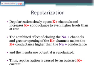 Repolarized Action Potential.pptx