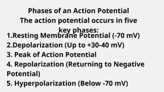 Action Potential_20250324_110520_0000.pptx