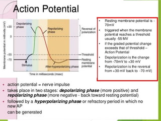 ACTION POTENTIAL and resting membrane potrntial phtysiology | PPTX