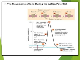 ACTION POTENTIAL and resting membrane potrntial phtysiology | PPTX