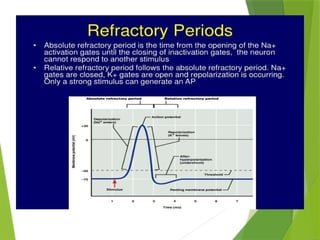 ACTION POTENTIAL and resting membrane potrntial phtysiology | PPTX