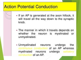 ACTION POTENTIAL and resting membrane potrntial phtysiology | PPTX