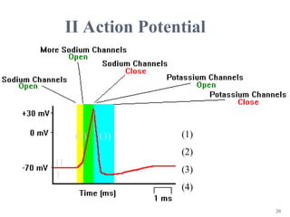 Action potential in nerve Dr massrat Firdos ppt | PPT