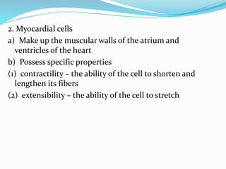 2. Myocardial cells
a) Make up the muscular walls of the atrium and
ventricles of the heart
b) Possess specific properties
(1) contractility – the ability of the cell to shorten and
lengthen its fibers
(2) extensibility – the ability of the cell to stretch
 