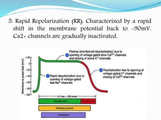 5. Rapid Repolarization (RR): Characterized by a rapid
shift in the membrane potential back to -90mV.
Ca2+ channels are gradually inactivated.
 
